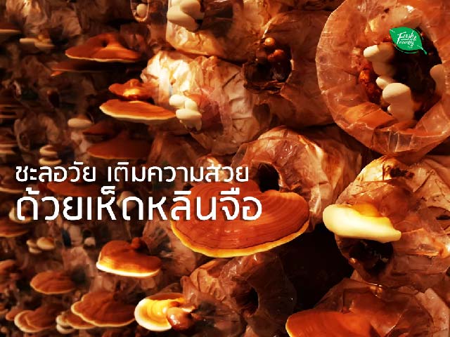 Images/Blog/mtLblnCY-Layout เล็ก-01-01-01-01.jpg